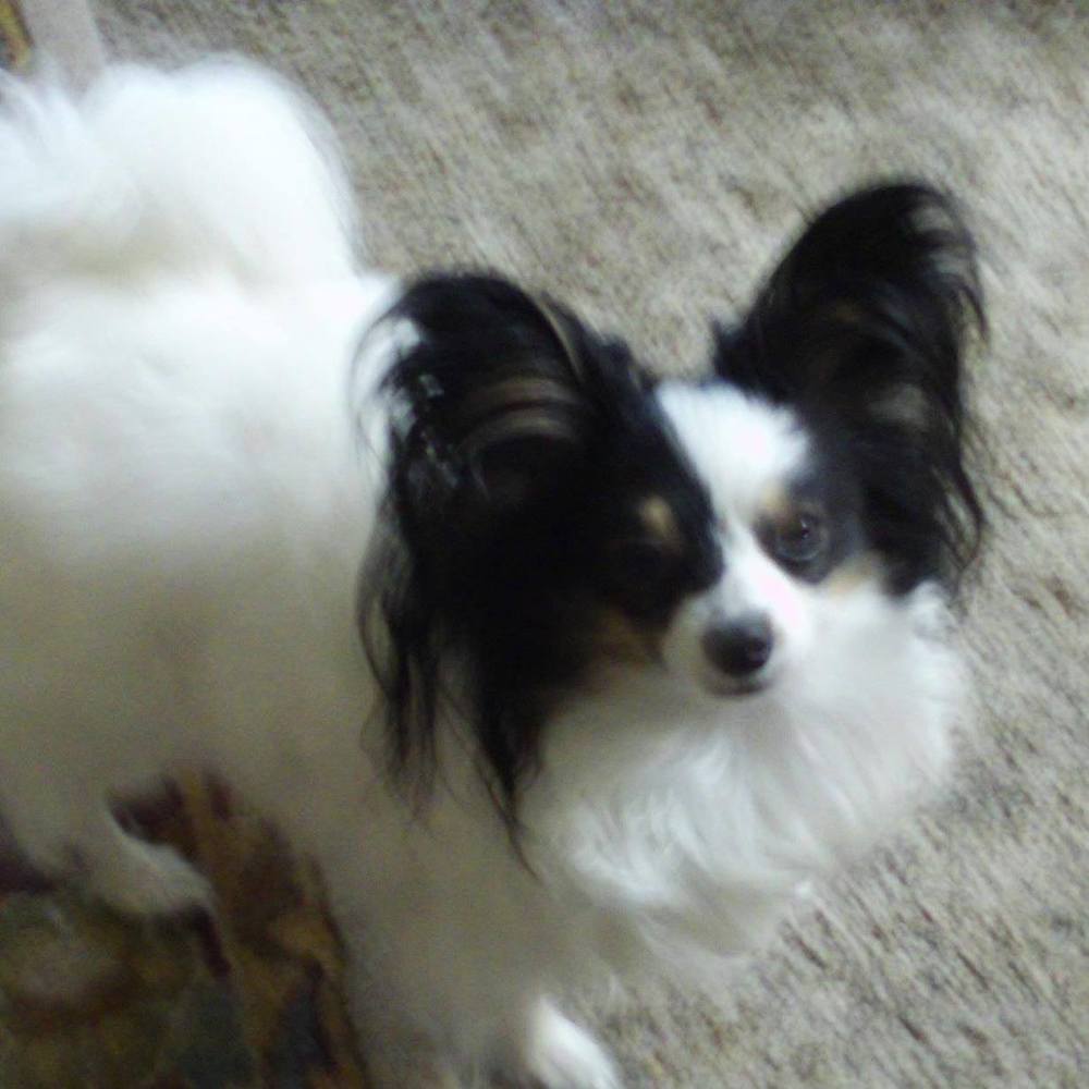 Meet your Posher, Carol